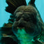 GODZILLA AAA Grade Black Oranda Male 6 inches #100926OR_24