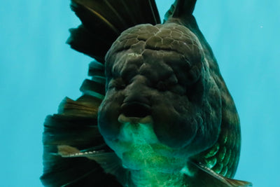 GODZILLA AAA Grade Black Oranda Male 6 inches #100926OR_24