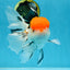 A Grade Tricolor Oranda Female 6-6.5 inches #071125OR_10