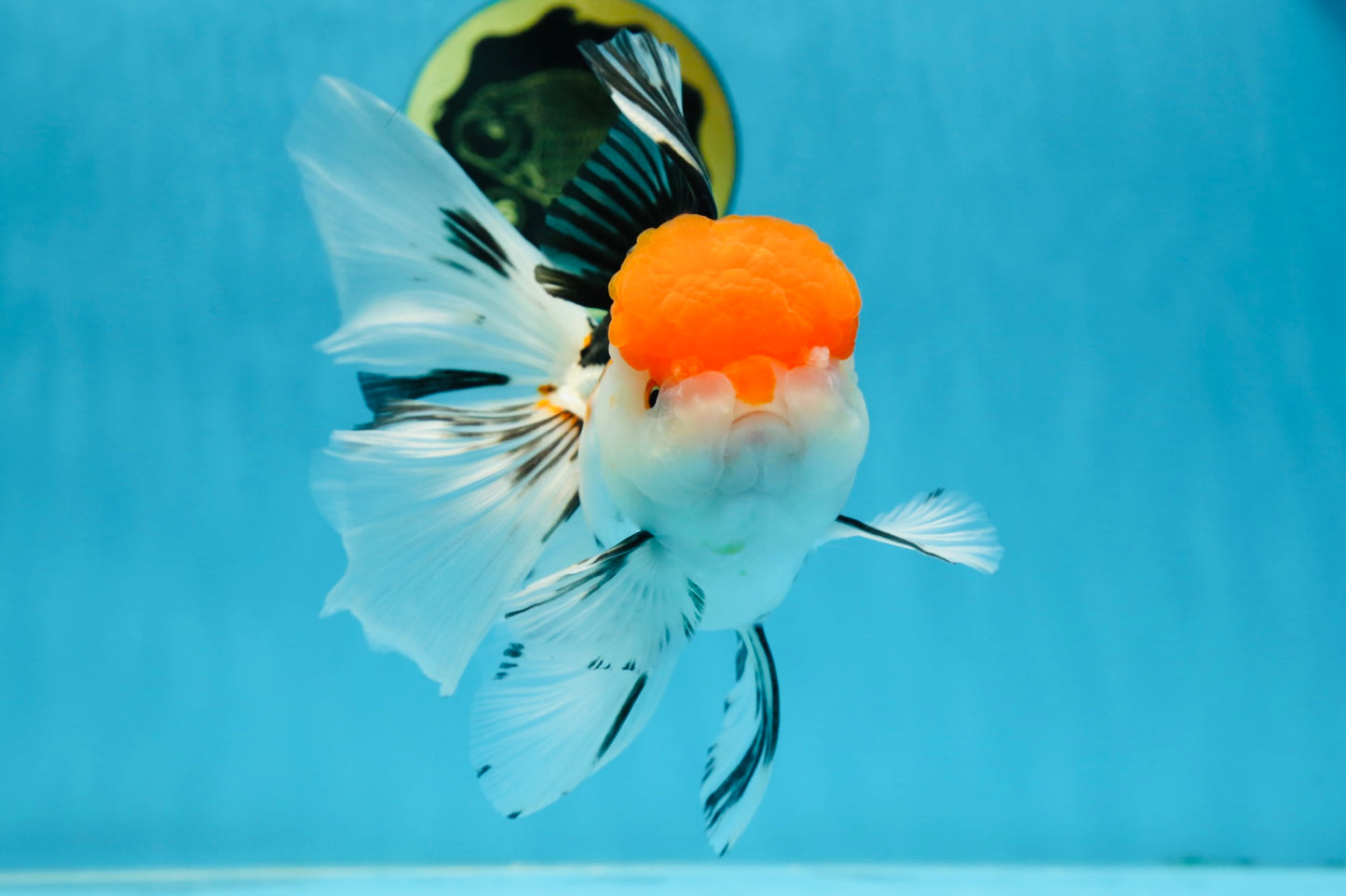 A Grade Tricolor Oranda Female 6-6.5 inches #071125OR_10