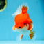AAA Grade CHUNKY Godzilla Red White Oranda Male 6 inches #090525OR_10