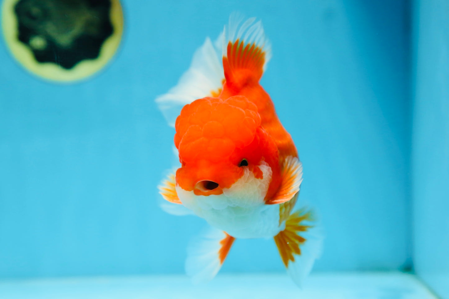 AAA Grade CHUNKY Godzilla Red White Oranda Male 6 inches #090525OR_10