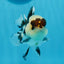 Panda Button Eyes Oranda Male 4-4.5 inches #0913OR_04