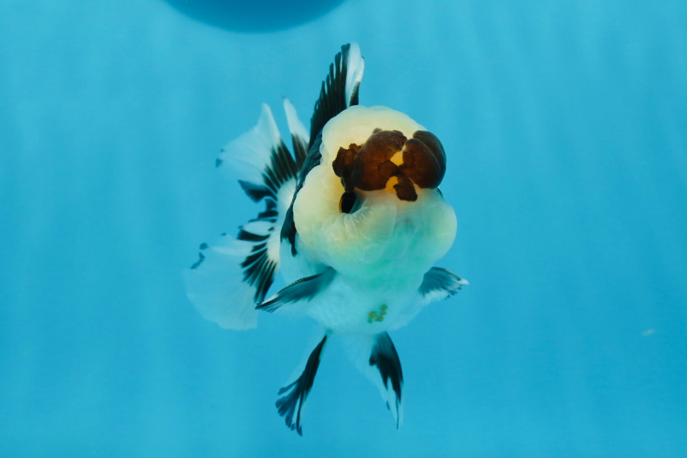 Panda Button Eyes Oranda Male 4-4.5 inches #0913OR_04