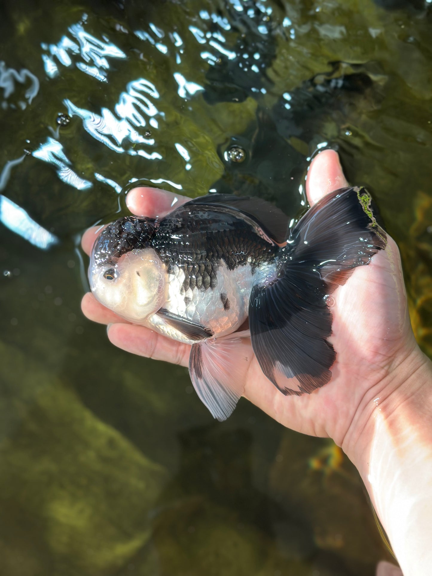 A Grade Panda Button Eyes Oranda Male 5-5.5 inches #011725OR_04