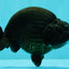 CHUBBY AAA Grade Black Ranchu Female 5-5.5 inches #062626RC_11