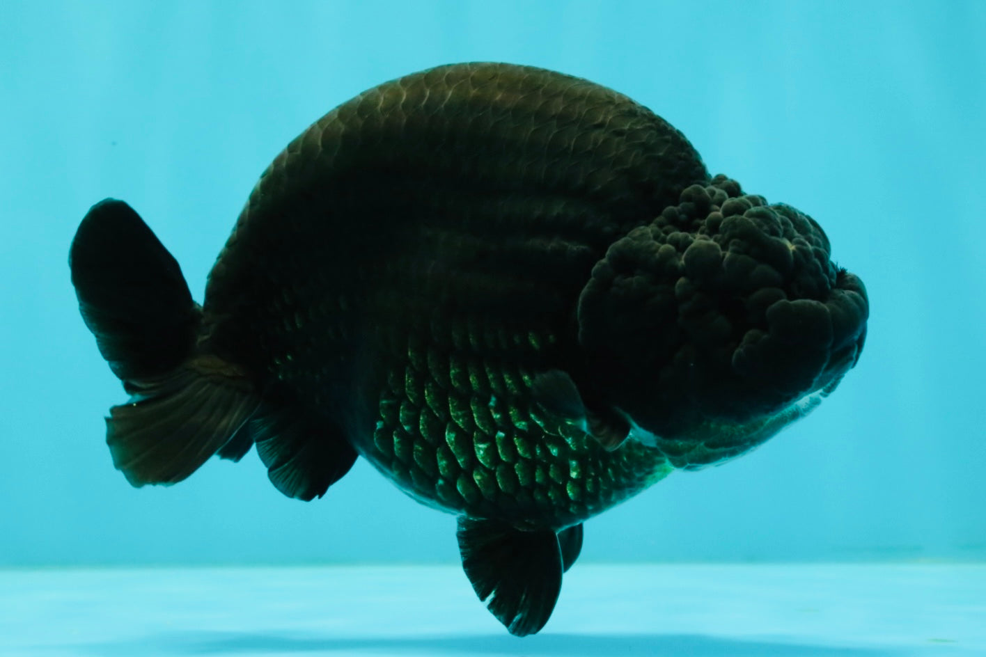 CHUBBY AAA Grade Black Ranchu Female 5-5.5 inches #062626RC_11