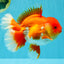CHONKY AAA Grade Godzilla Red White Oranda Male 6.5-7 inches #022726OR_14