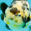 A Grade Ink Chinese Ranchu Male 5.5 inches #022026RC_19