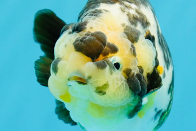 A Grade Ink Chinese Ranchu Male 5.5 inches #022026RC_19