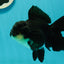 A Grade Impressive Black Oranda Male 5 inches #102524OR_10