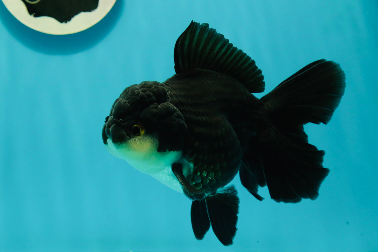 A Grade Impressive Black Oranda Male 5 inches #102524OR_10