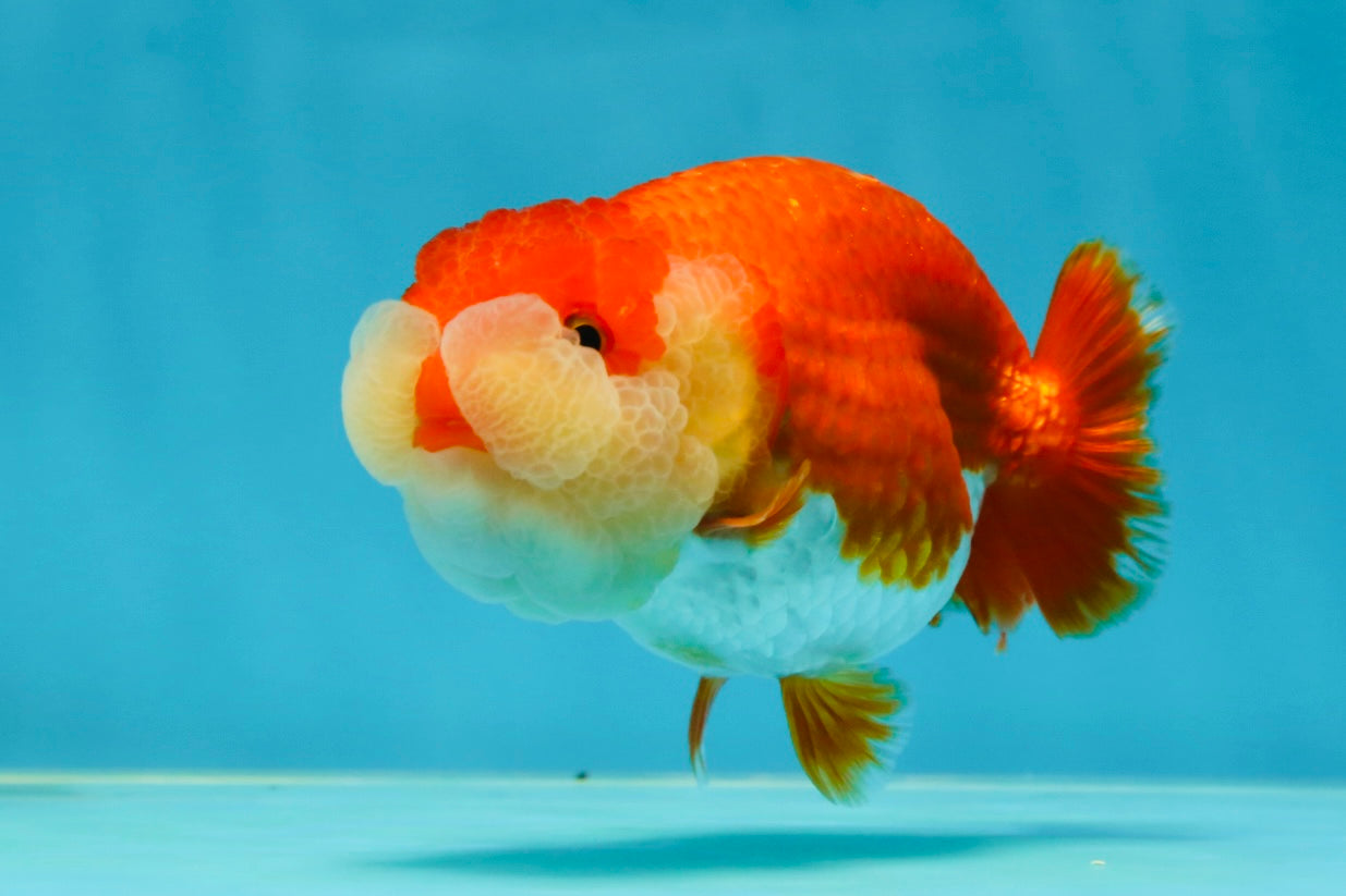 AAA Grade Peekaboo Red White LionQueen 4-4.5 inches #050925LC_15