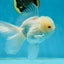 AAA Grade Snow White Oranda Male 5.5-6 inches #062725OR_20