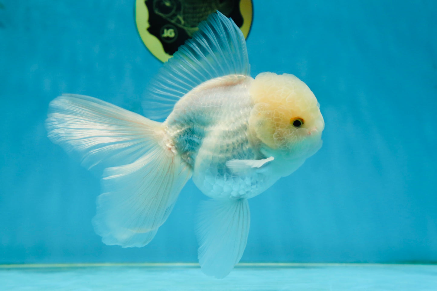 AAA Grade Snow White Oranda Male 5.5-6 inches #062725OR_20