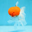 AAA Grade Tomato Head Oranda Male 5 inches #0908OR_04