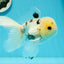 A Grade Lemonhead Panda Button Eyes Oranda Male 5.5 inches #1011OR_03