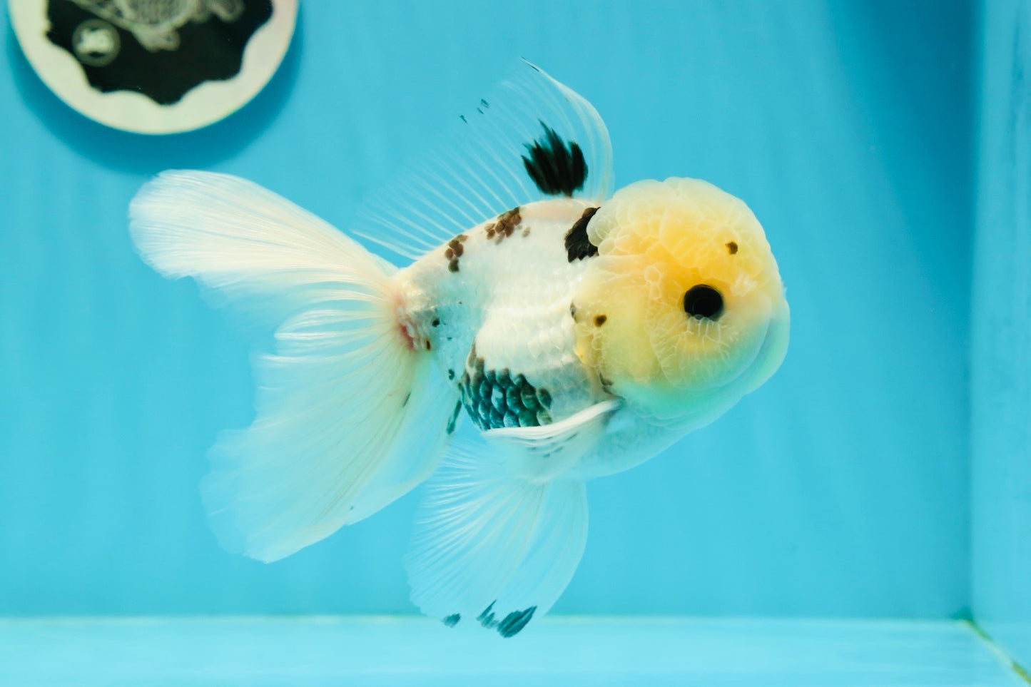 A Grade Lemonhead Panda Button Eyes Oranda Male 5.5 inches #1011OR_03