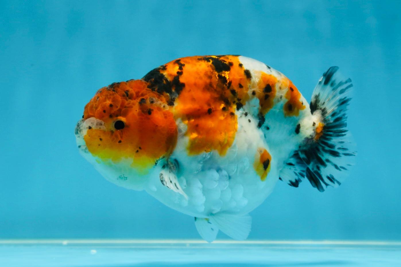 A Grade Calico LionKing 4.5-5 inches #052325LC_14