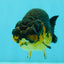 Apache Lionchu Female 4-4.5 inches #070326LC_31