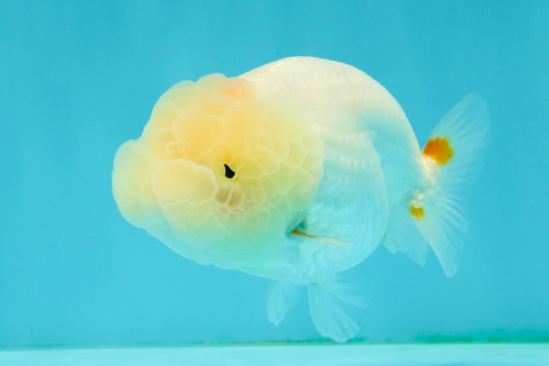 BEAUTY A Grade Red White LionQueen Female 4-4.5 inches #042426LC_19