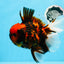 AAA Grade Special Tiger Oranda Male 6-6.5 inches #0913OR_20