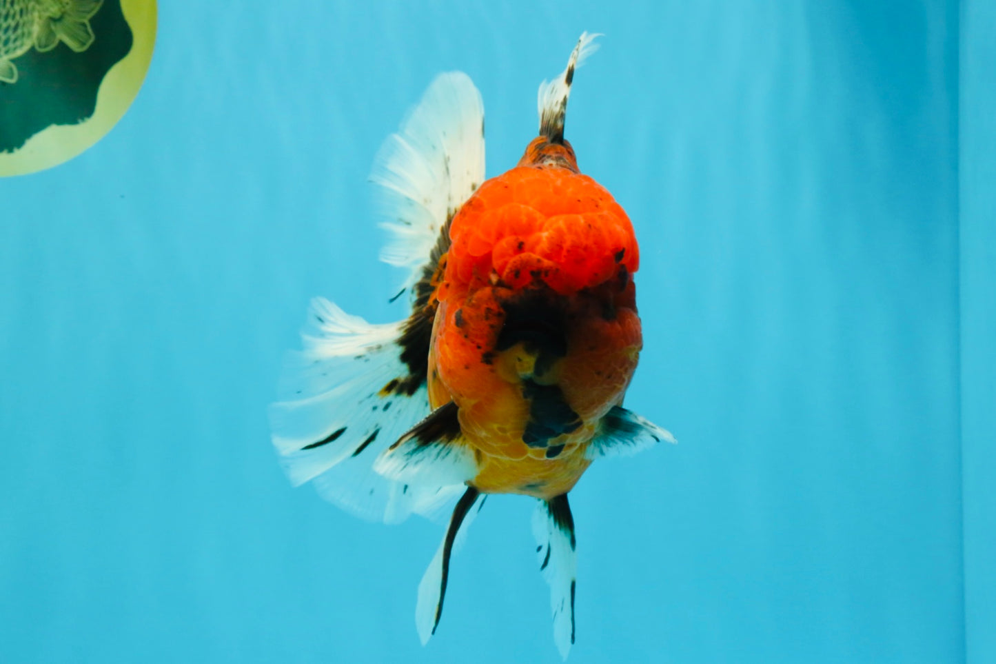 CHONKY AAA Grade Tiger Oranda Male 6.5 inches #022026OR_08