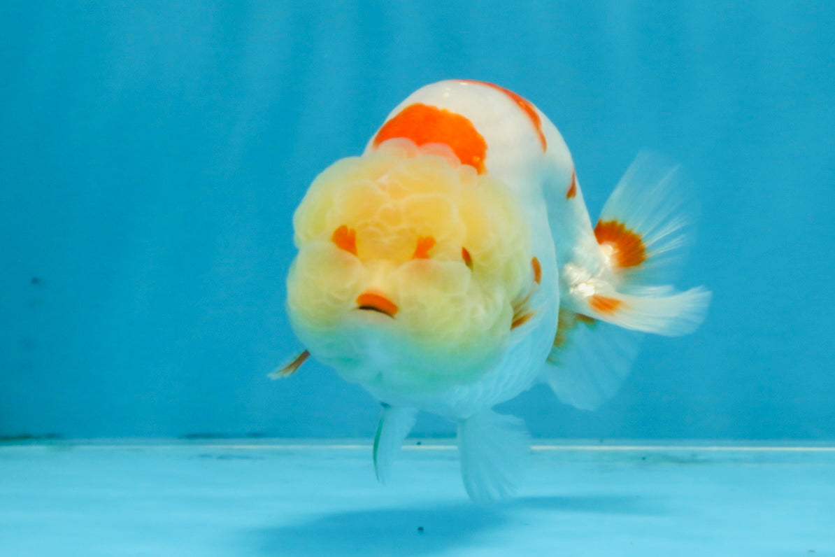 AAA Grade Pompom Kohaku LionQueen 4-4.5 inches #103125LC_19