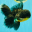 BATMAN AAA Grade Kirin Oranda Male 6.5 inches #080726OR_14