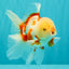 CHICKIE A Grade Red White Oranda Male 5.5 inches #101626OR_08