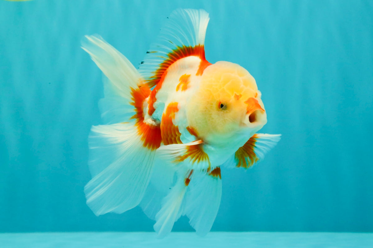 CHICKIE A Grade Red White Oranda Male 5.5 inches #101626OR_08