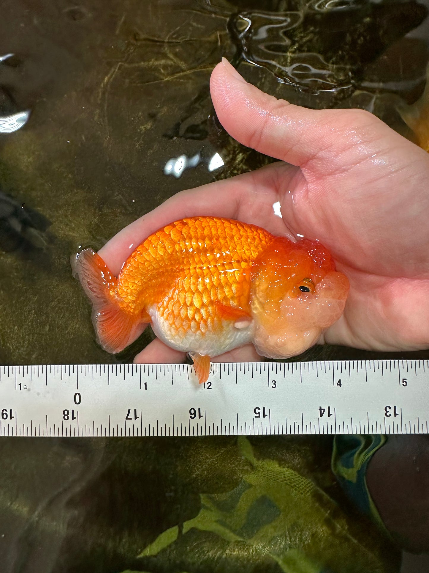 A Grade BIG WEN Red White LionQueen 4-4.5 inches #071125LC_02