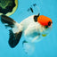 A Grade Red Head Tricolor Oranda Male 4.5 inches #053025OR_19