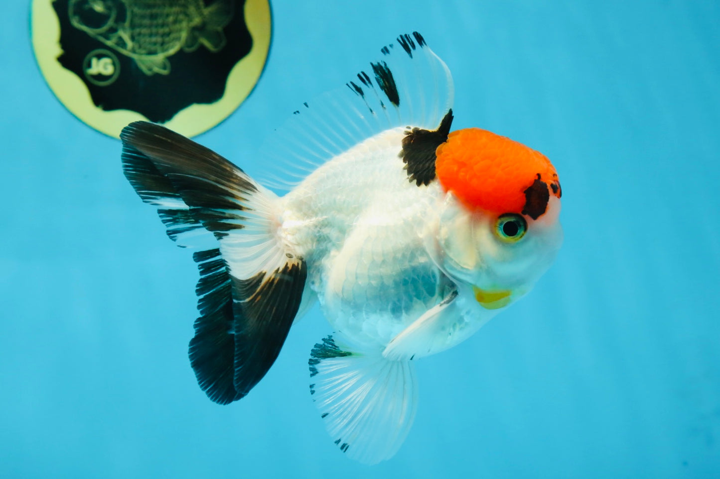 A Grade Red Head Tricolor Oranda Male 4.5 inches #053025OR_19