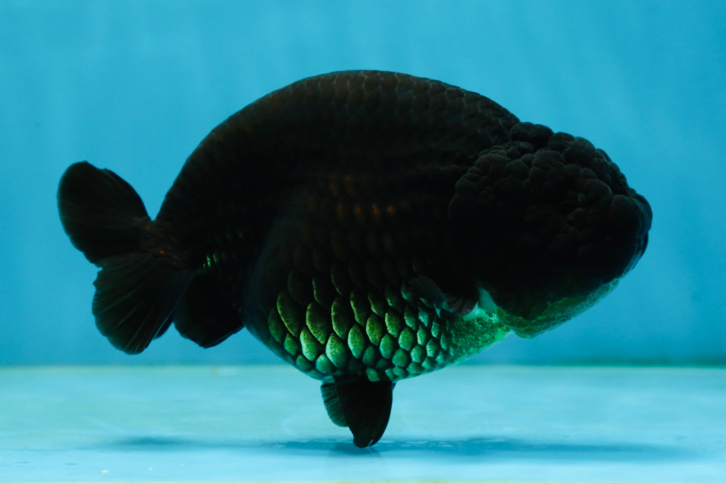 AAA Grade Black LionQueen 5 inches #062725LC_05