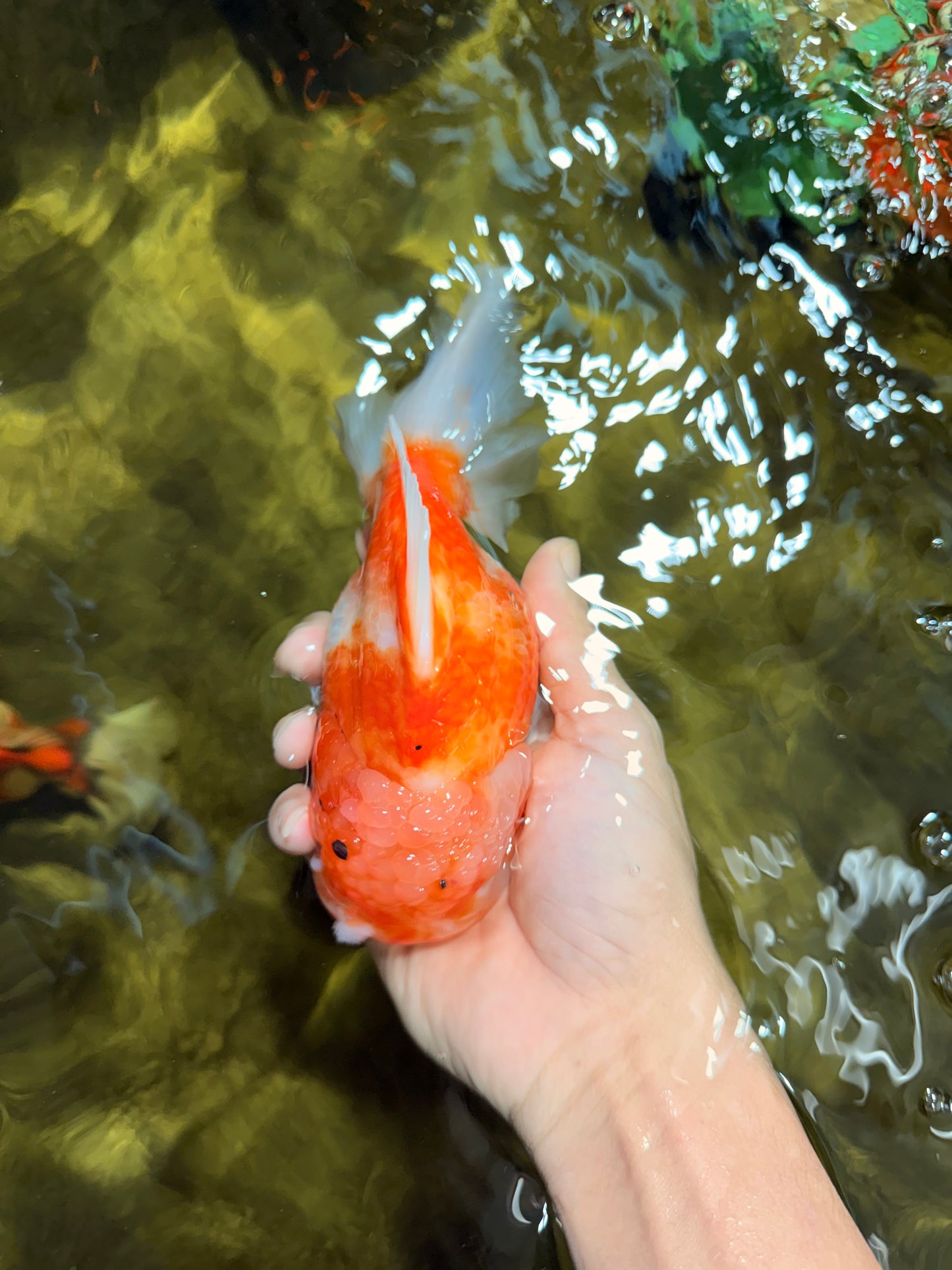 A Grade Sakura Yuanbao Female 6 inches #111425YB_02