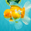 A Grade Cheese Orange White Oranda Male 5.5 inches #062626OR_22