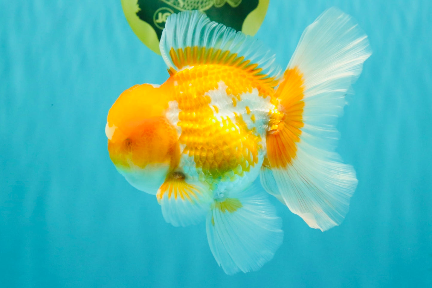 A Grade Cheese Orange White Oranda Male 5.5 inches #062626OR_22