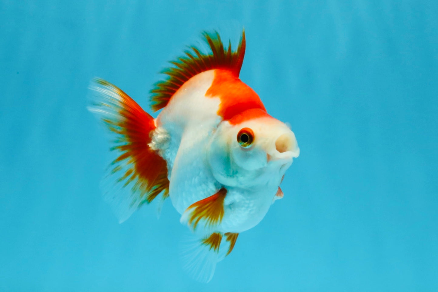 AAA Grade Red White Ryukin Female 4-4.5 inches #032726RK_25