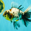 AAA Grade Calico Oranda Male 6 inches #070626OR_11