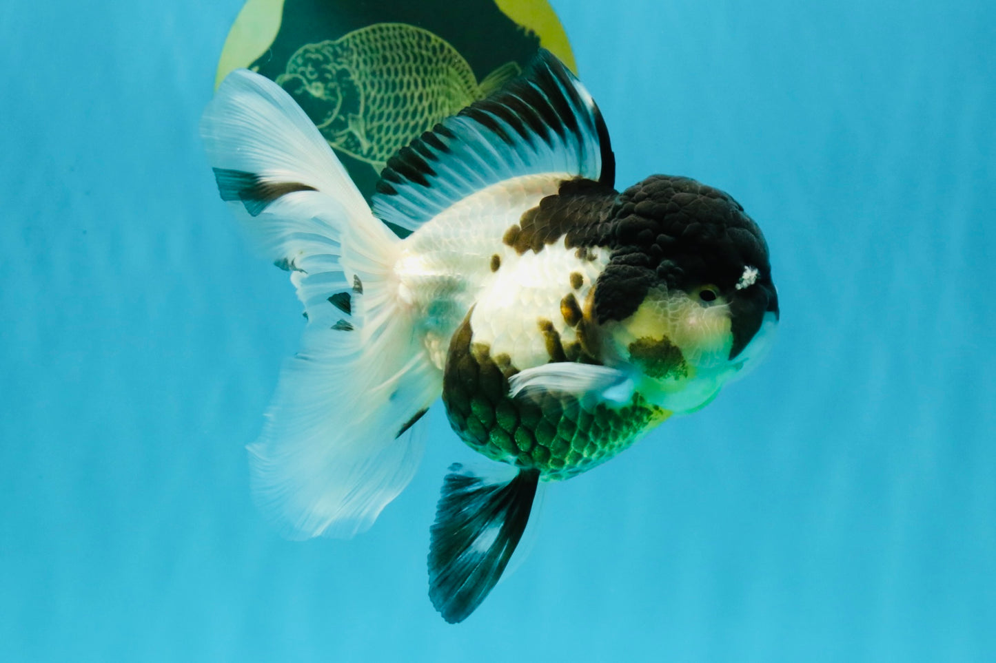 BATMAN Panda Oranda Female 5.5 inches #041026OR_09