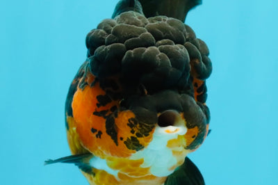 A Grade LAVA Apache Oranda Female 5.5-6 inches #030626OR_28