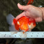 A Grade Red White Oranda Male 5.5  inches #073126OR_10
