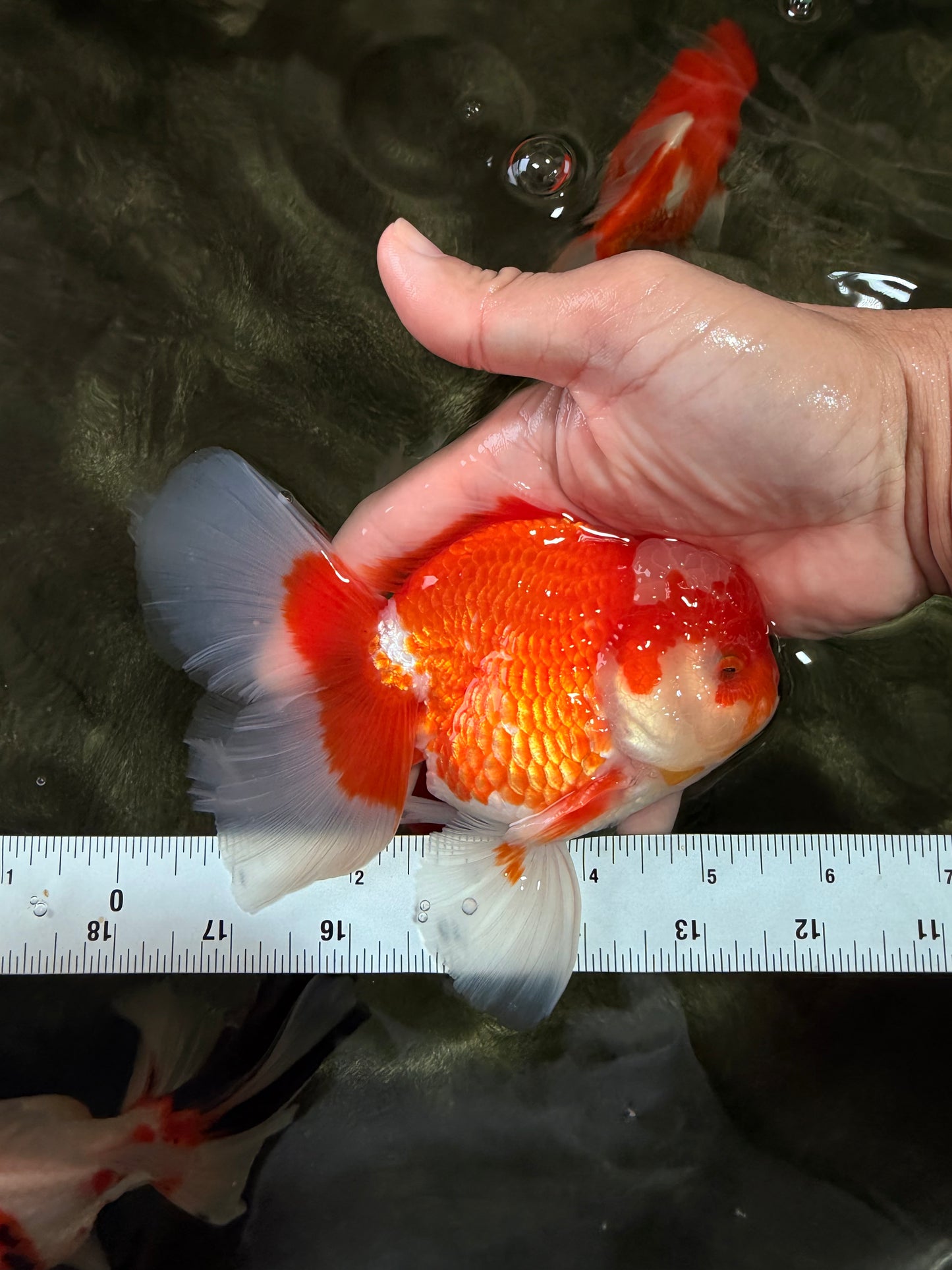 A Grade Red White Oranda Male 5.5  inches #073126OR_10