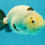 Cow Chinese Ranchu Female 5.5 inches #032026RC_29