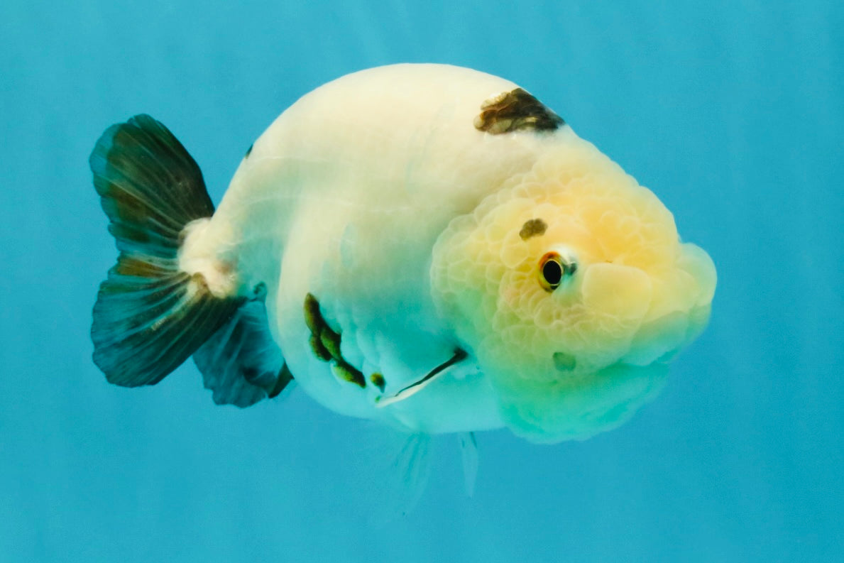 Cow Chinese Ranchu Female 5.5 inches #032026RC_29