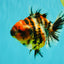 A Grade Tiger Oranda Female 5.5 inches #061926OR_28