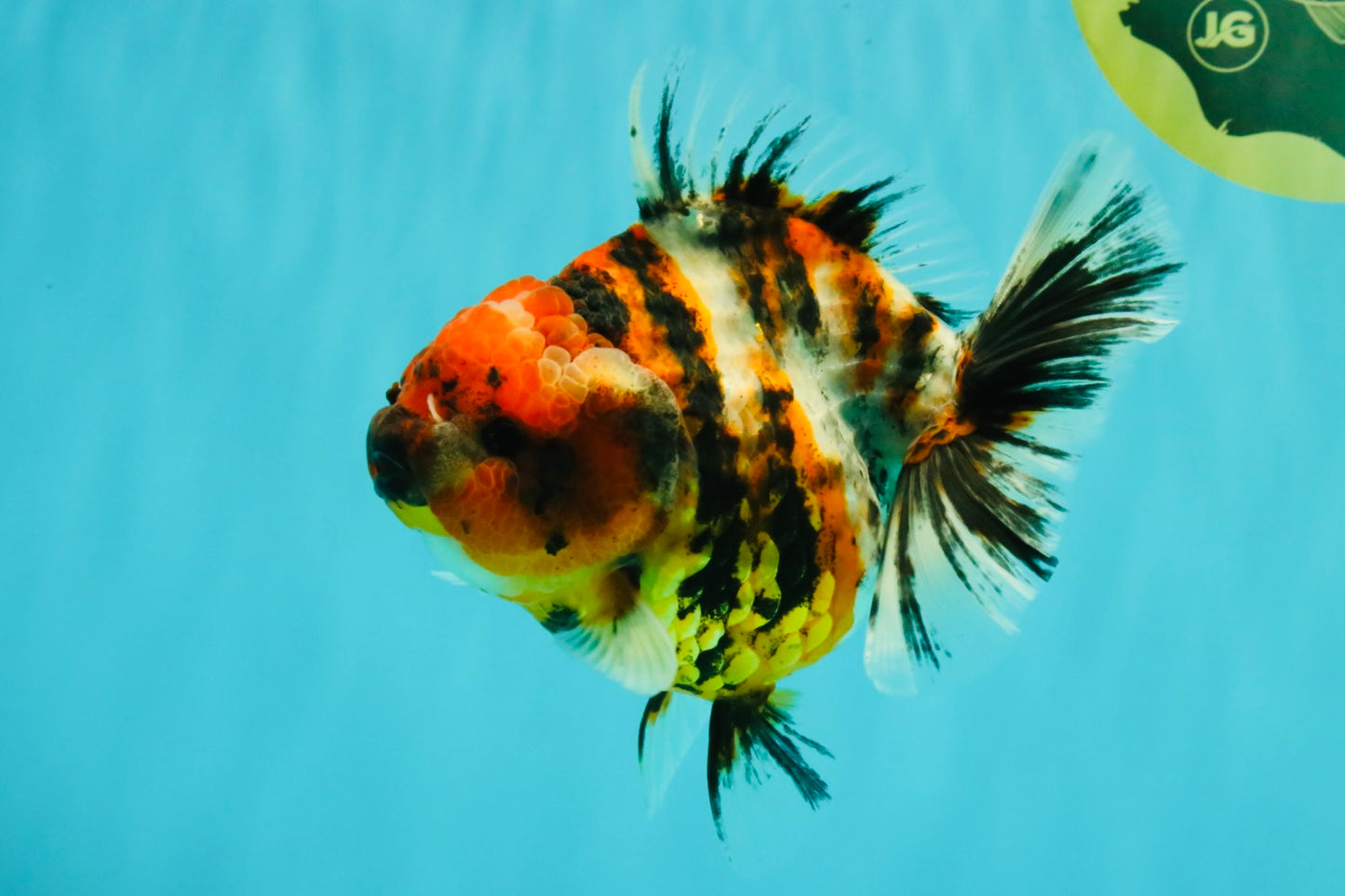 A Grade Tiger Oranda Female 5.5 inches #061926OR_28