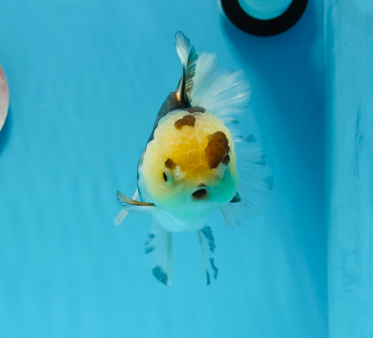 Panda Button Eyes Oranda Female 6 inches #0920OR_29