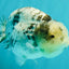 White Tiger Ranchu Female 5-5.5 inches #102326RC_04